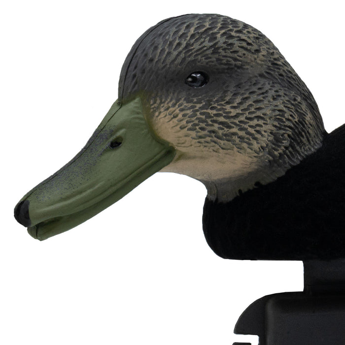 LIVE Flocked Floating Black Ducks - 6 Pack