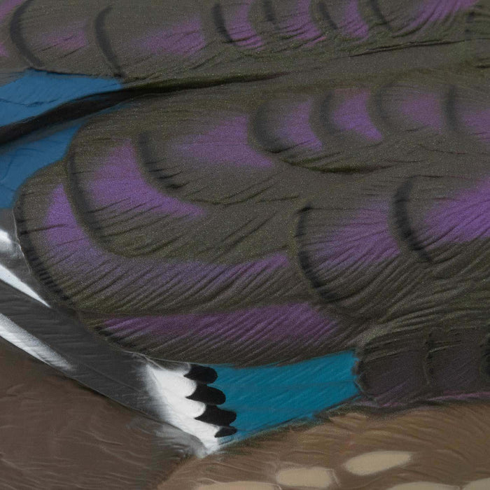 LIVE Wood Ducks - 6 Pack