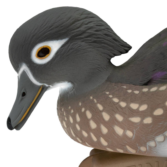 LIVE Wood Ducks - 6 Pack