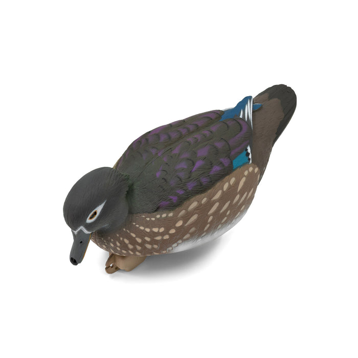 LIVE Wood Ducks - 6 Pack