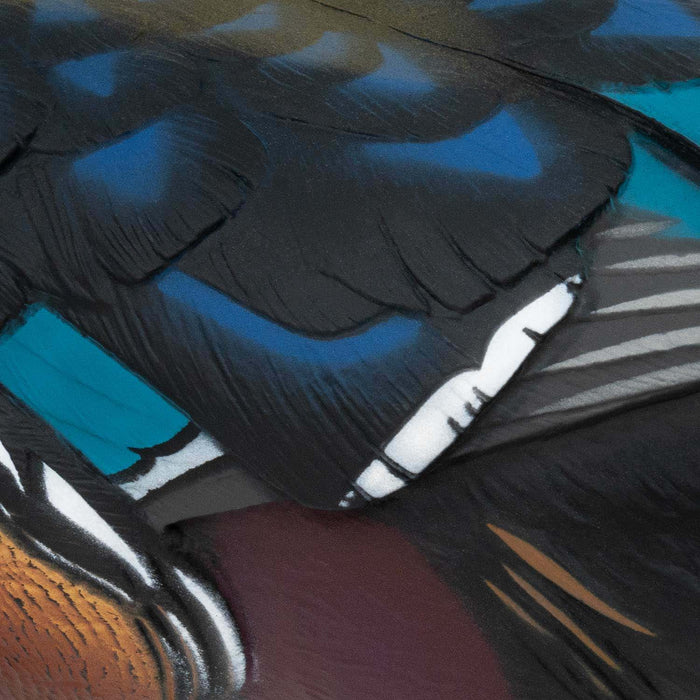 LIVE Wood Ducks - 6 Pack