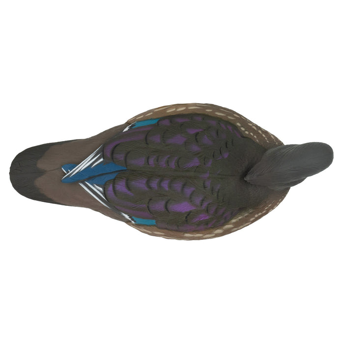 LIVE Wood Ducks - 6 Pack