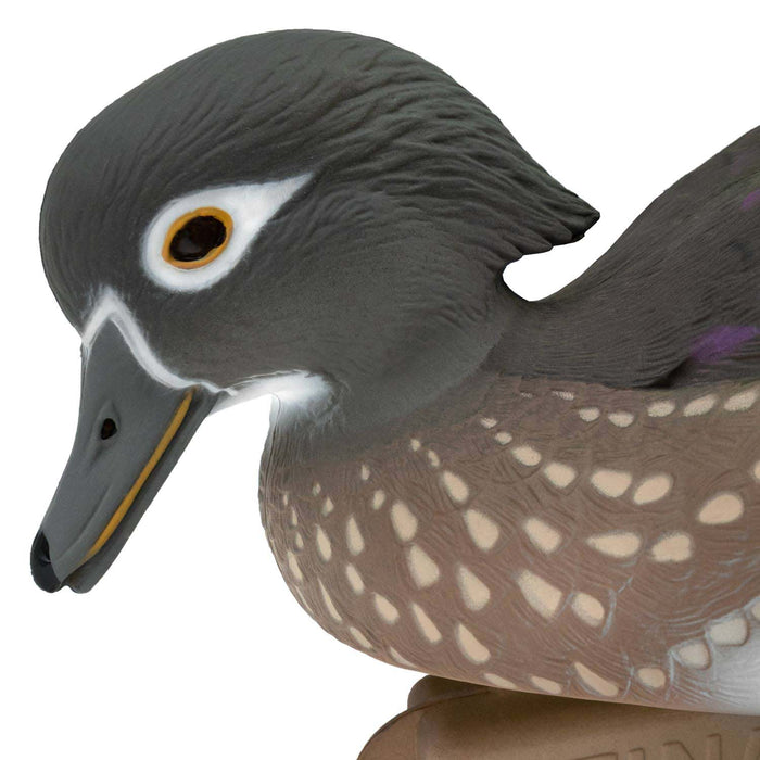 LIVE Wood Ducks - 6 Pack