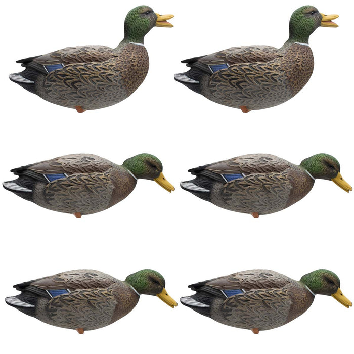 Live Full Body Early Season Mallard Duck Decoys - 6 Pack