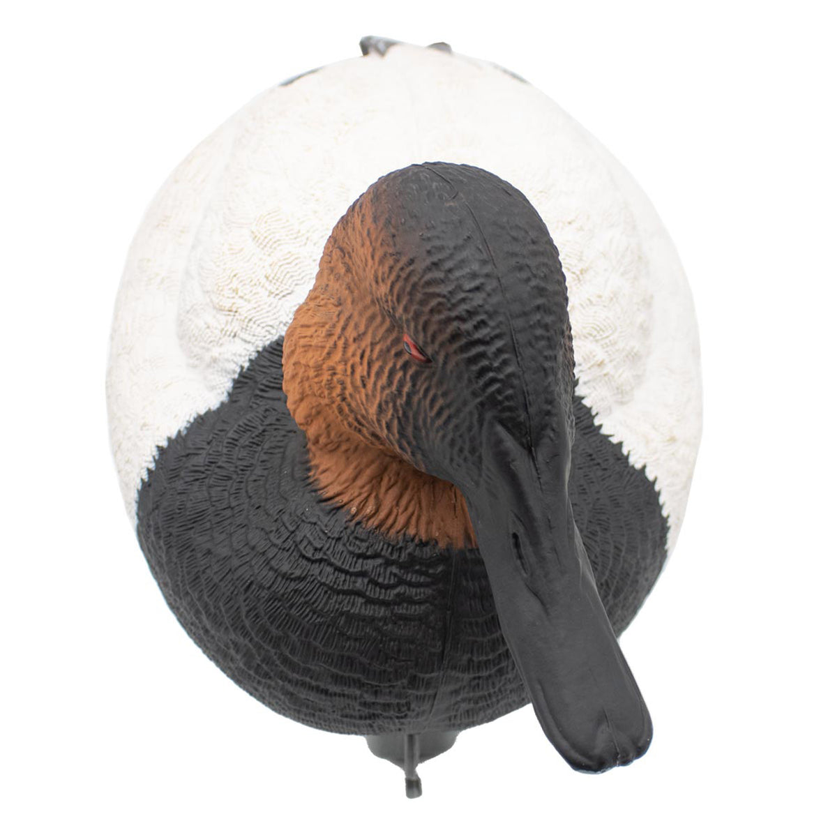 LIVE Foam Filled Drake Diver Duck Decoys, 12 Pack | Final Approach