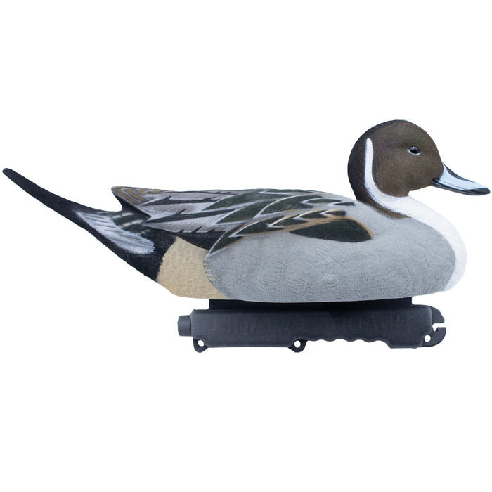 Live Fully Flocked Pintail, 6 Pack