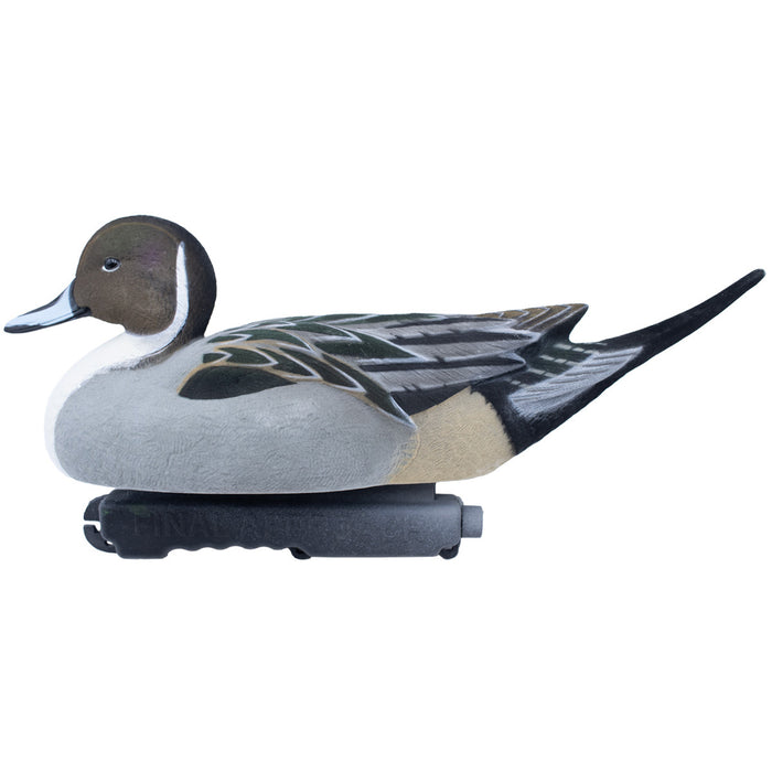 Live Fully Flocked Pintail, 6 Pack