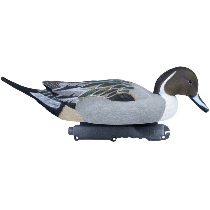 Live Fully Flocked Pintail, 6 Pack