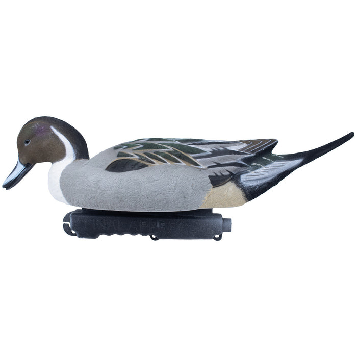 Live Fully Flocked Pintail, 6 Pack