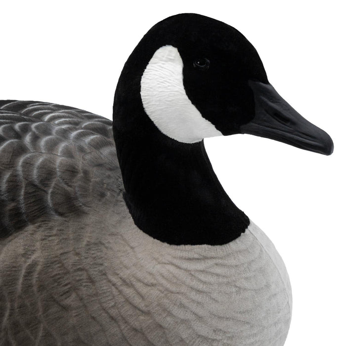Last Pass Canada Goose Floater Fully Flocked DUX Pack