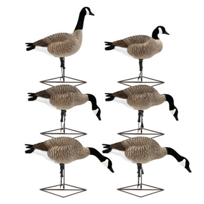 Live Full-Body Honkers, 6 Pack