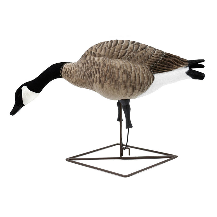 Live Full-Body Fully Flocked Honkers, 6 Pack