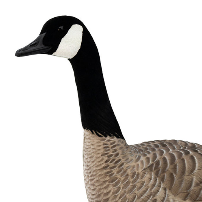 Live Full-Body Fully Flocked Honkers, 6 Pack