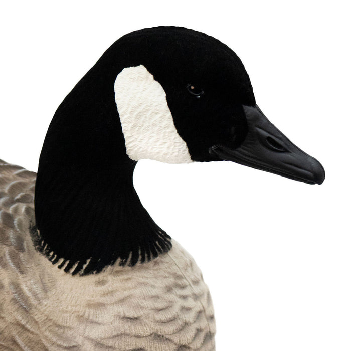 Live Full-Body Fully Flocked Honkers, 6 Pack