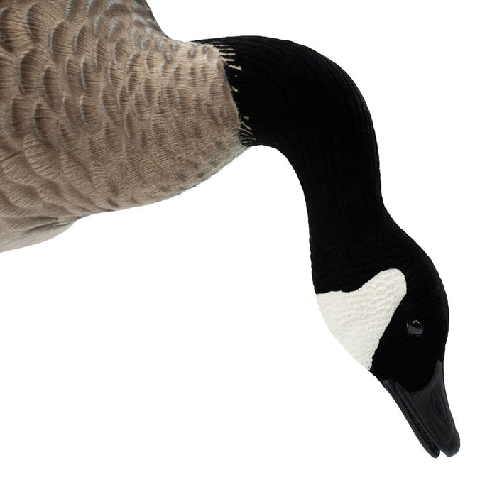 Live Full-Body Fully Flocked Honkers, 6 Pack