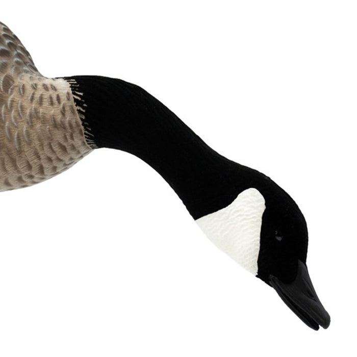 Live Full-Body Fully Flocked Honkers, 6 Pack
