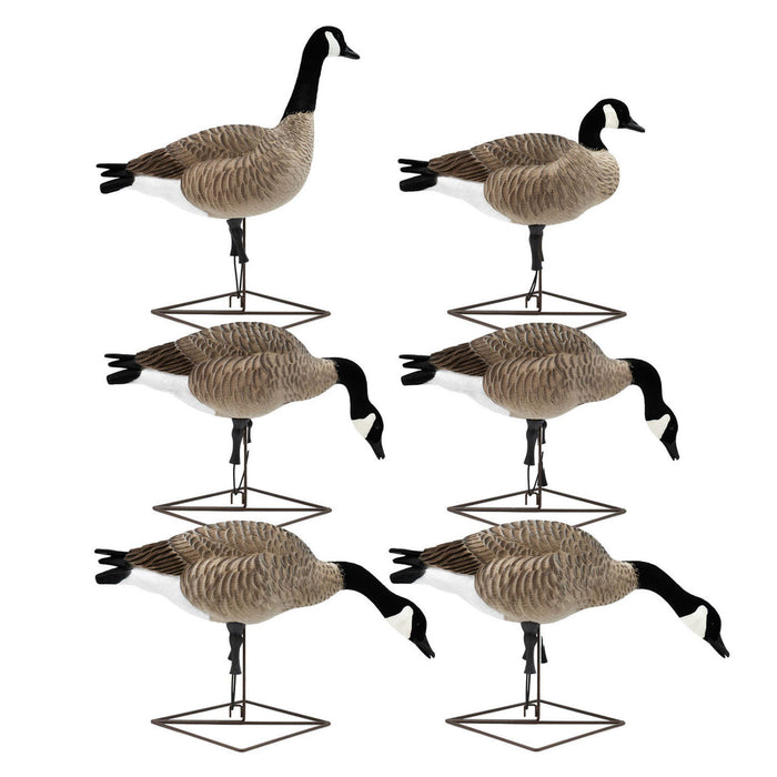 Live Full-Body Fully Flocked Honkers, 6 Pack