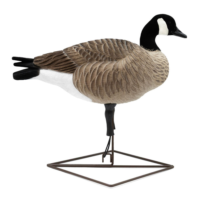 Live Full-Body Fully Flocked Honkers, 6 Pack