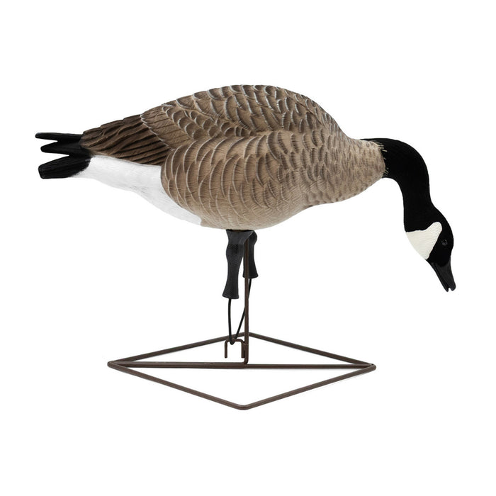 Live Full-Body Fully Flocked Honkers, 6 Pack