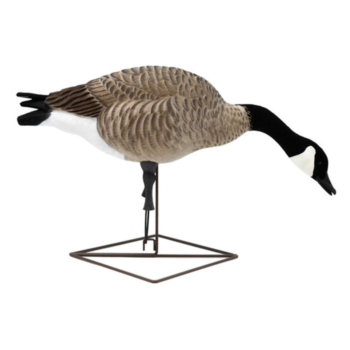 Live Full-Body Fully Flocked Honkers, 6 Pack