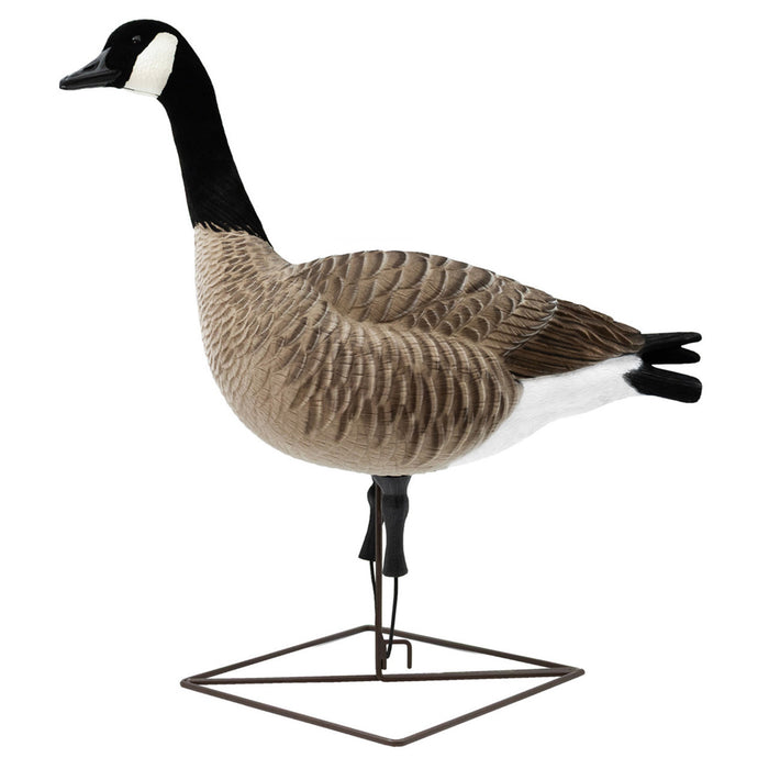 Live Full-Body Fully Flocked Honkers, 6 Pack