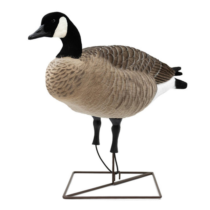 Live Full-Body Fully Flocked Honkers, 6 Pack