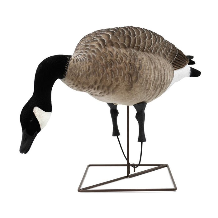 Live Full-Body Fully Flocked Honkers, 6 Pack