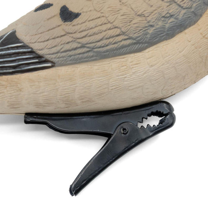 Live Mourning Dove Decoys, 6 Pack