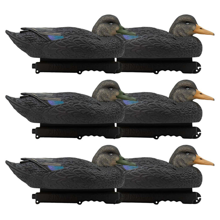 Oversized Live Black Duck Decoys, 6 Pack