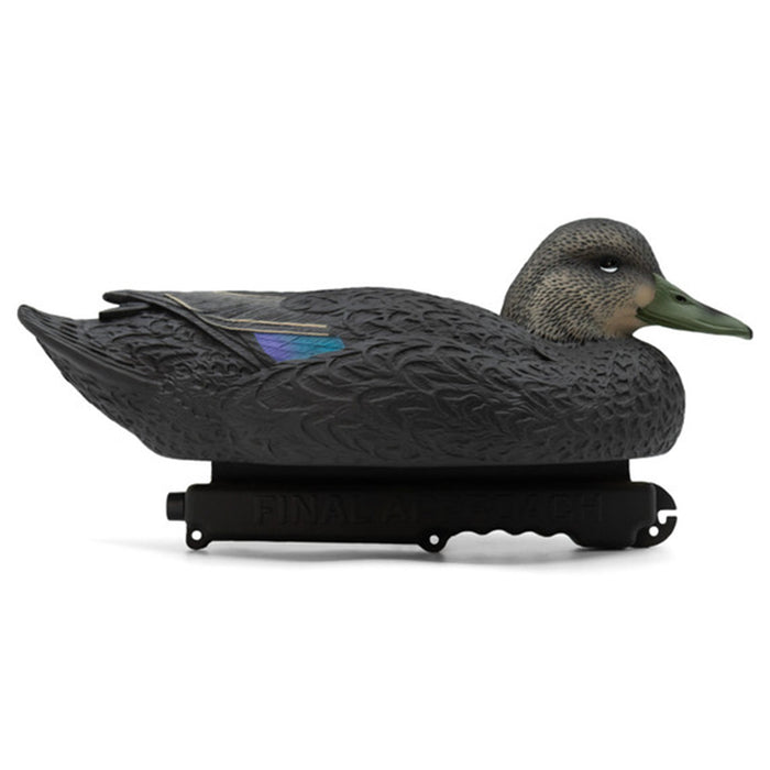 Oversized Live Black Duck Decoys, 6 Pack