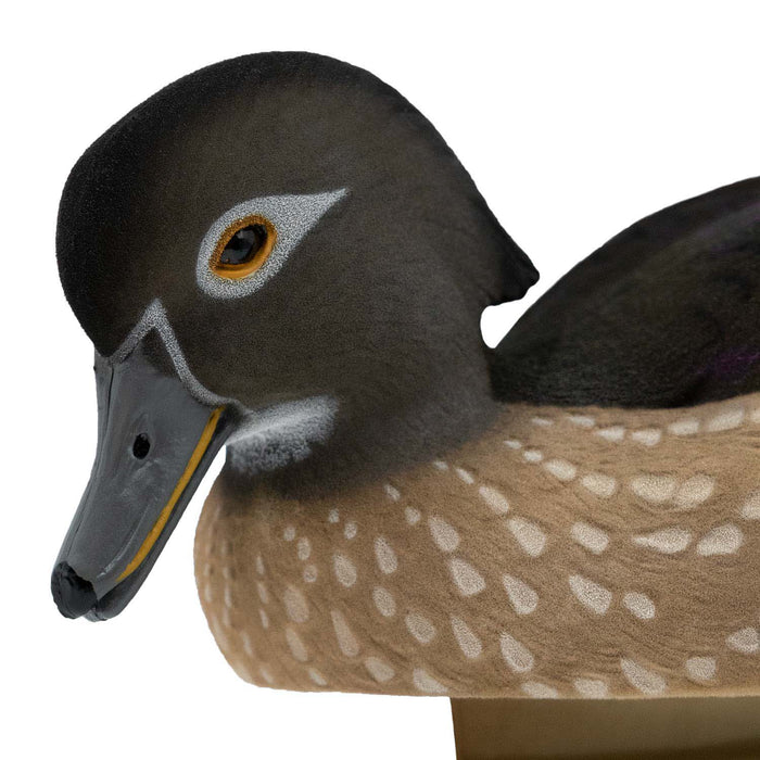 Live Fully Flocked Wood Ducks, 6 Pack