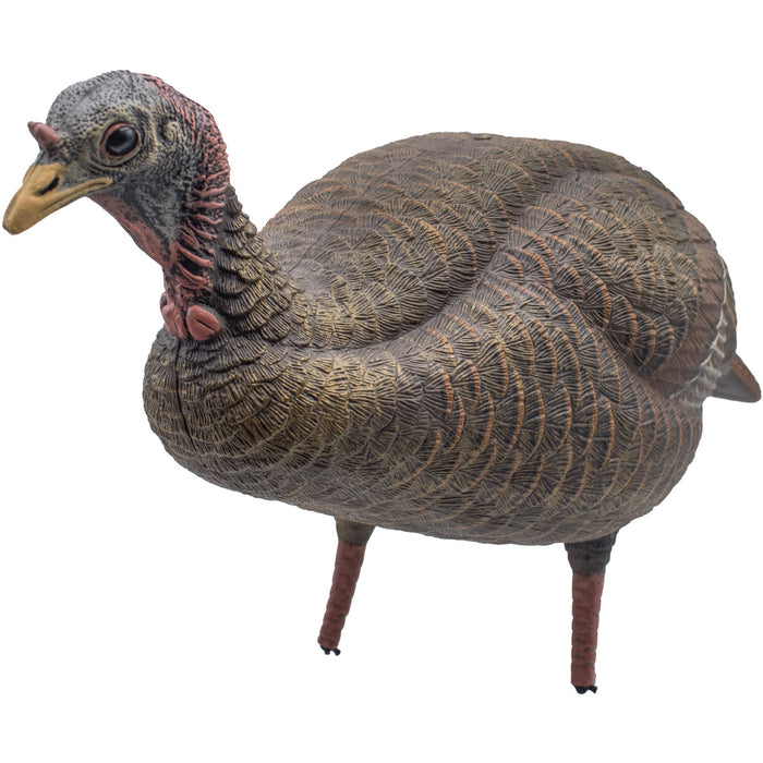 Live Breeder Hen Turkey Decoy