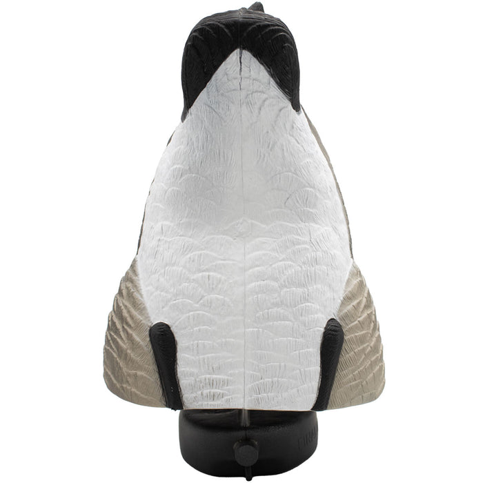 LIVE Canada Goose Butts - 2 Pack
