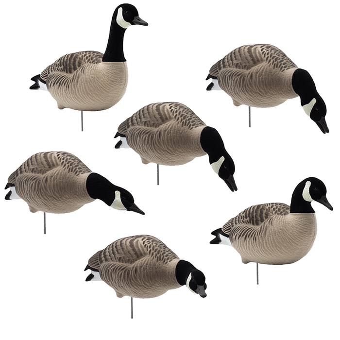 HD Fully Flocked Canada Lessers with 6 Slot Bag - 6 Pack