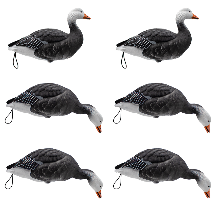 LIVE Full Body Blue Geese - 6 Pack