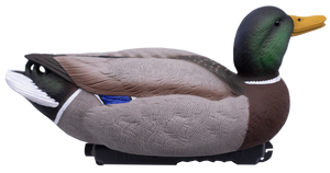 HD Floating Mallards
