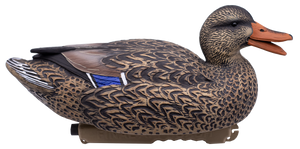 HD Floating Mallards