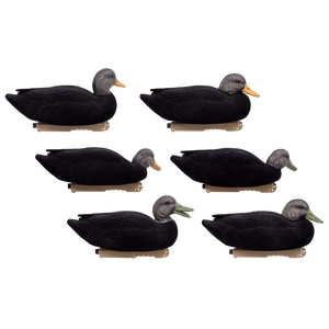 Live Flocked Floating Black Ducks