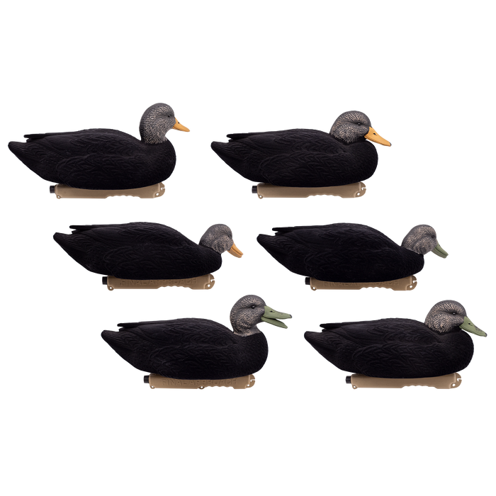 LIVE Flocked Floating Black Ducks