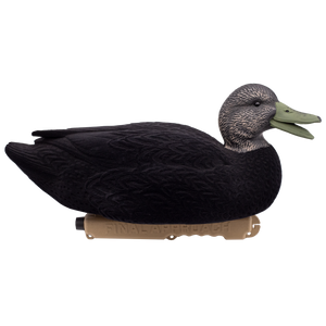 Live Flocked Floating Black Ducks