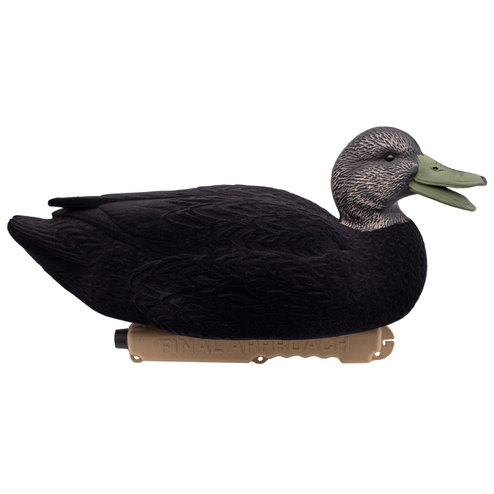 LIVE Flocked Floating Black Ducks