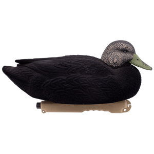 Live Flocked Floating Black Ducks