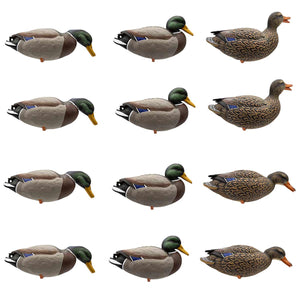 Live Full Body Mallards