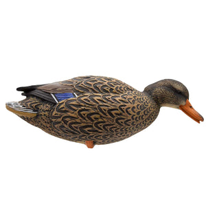 Live Full Body Mallards