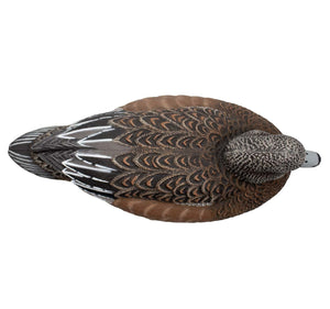 Live Floating Wigeons