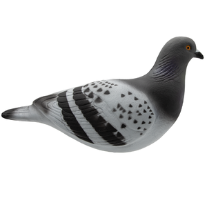 Last Pass Rock Pigeon