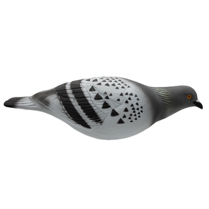 Last Pass Rock Pigeon