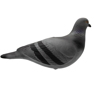 Last Pass Rock Pigeon
