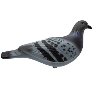 Last Pass Rock Pigeon