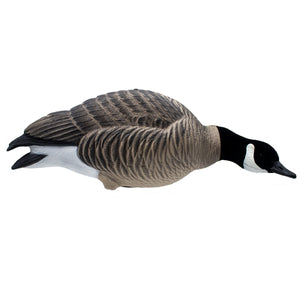 HD Full Body Lesser Canada Geese